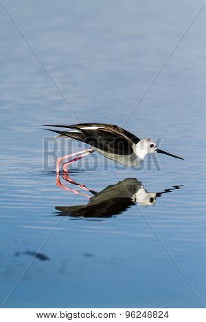 Black-winged Stilt In Pottuvil, Sri Lanka