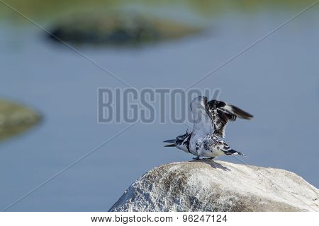 Pied Kingfisher Bird In Pottuvil, Sri Lanka