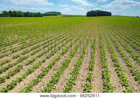 Sugar Beet Field