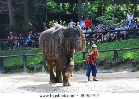 Elephant Camp