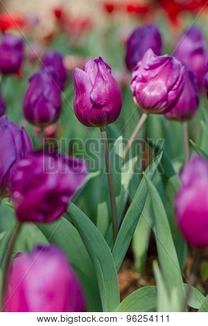 Blooming Spring Flowers Tulips In The Garden