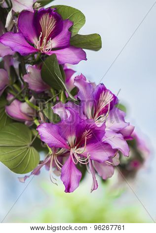 Flowering Branch Of Bauhinia, Flower Bauhinia Closeup