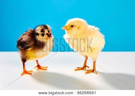 chicks couple yellow and black on table with blue background