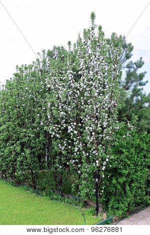 Columnar Apple Trees In The Spring Garden
