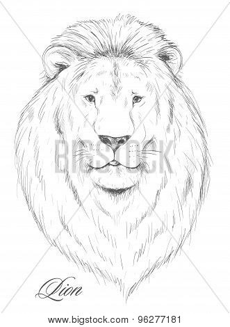 hand drawn lion head