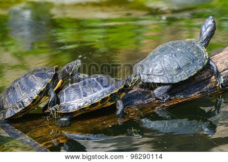 Water turtles in row marching on a log
