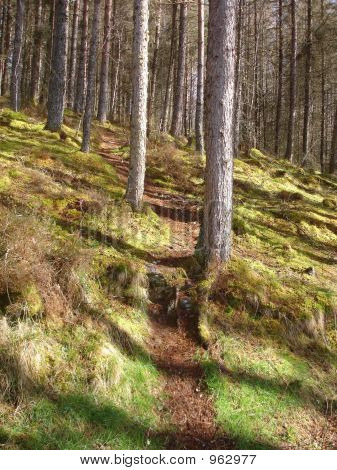 Weg zum Rogie Falls