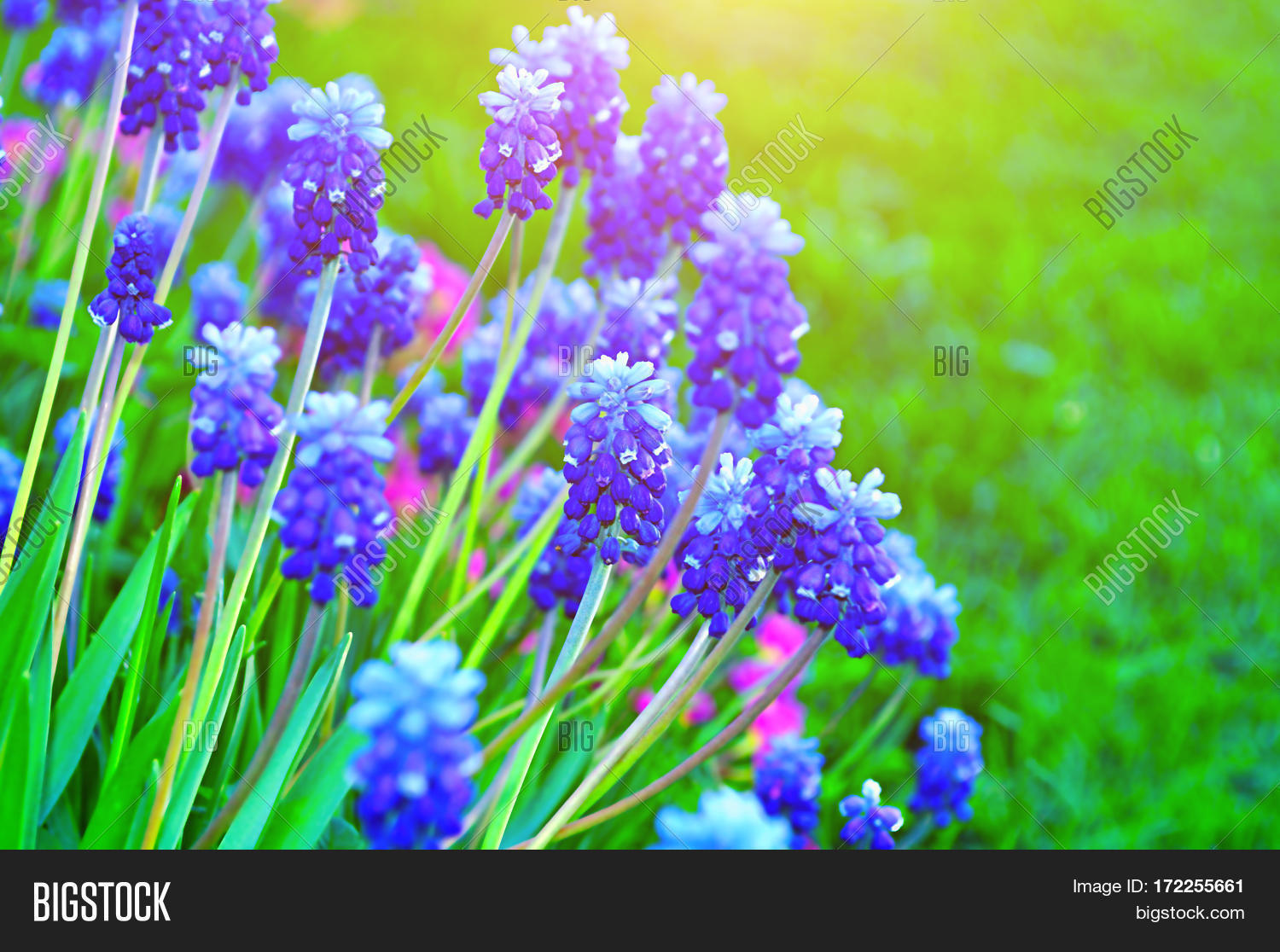 Spring Flowers Muscari Image Photo Free Trial Bigstock