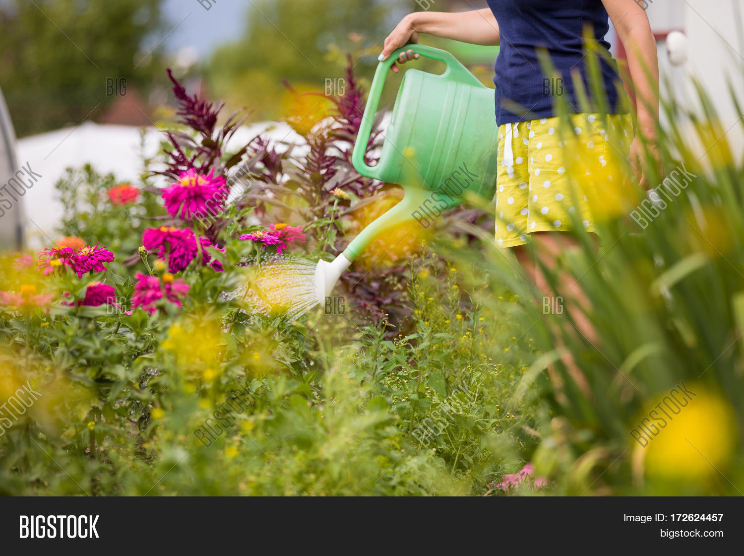 Поливы и подкормки комнатных растений. Лейка на траве. Девушка с лейкой. Лейка для сада. Полив лейкой.