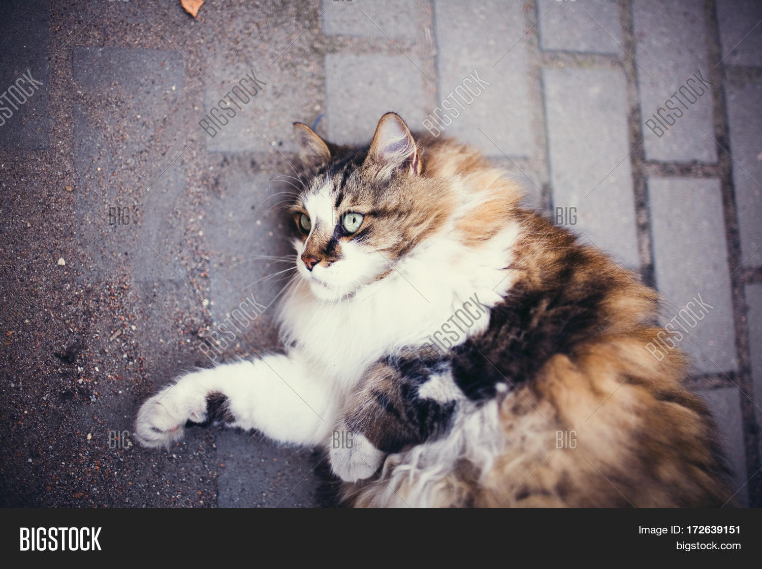 Fluffy Contented Cat Image & Photo (Free Trial) | Bigstock