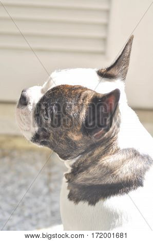 sunbathe French bulldog or waiting dog on the floor
