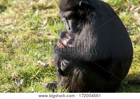 Chimpansee Mother And Baby