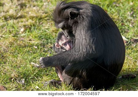 Chimpansee Mother And Baby