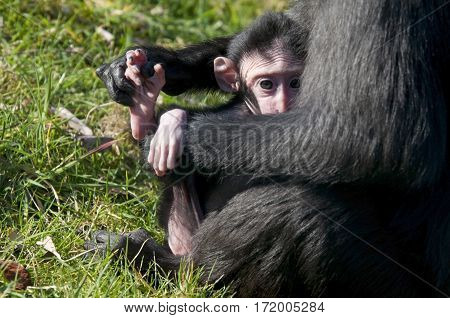 Chimpansee Mother And Baby