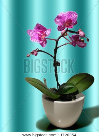 Orchidee