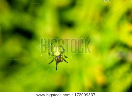 An araniella cf cucurbitina, Pumpkin spider, nature