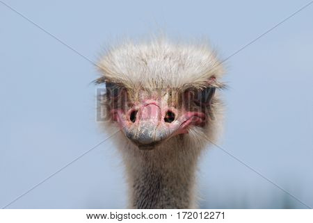 Common ostrich with a worn beak against a blue sky.