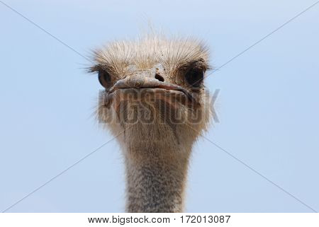 Grim and stearn looking ostrich with his feathers sticking up.
