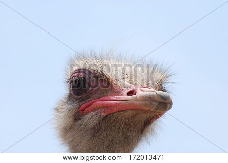 Common ostrich with a pink beak against a blue sky.