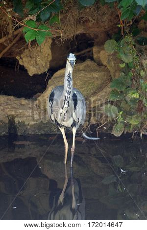 Grey heron standing in the lake Maksimir, Zagreb, Croatia