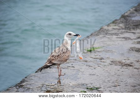 Seagull With Plastic Bag