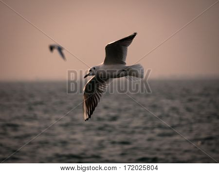 One Seagull Bird Flying By The Sea