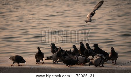 Group Of Pigeon Eating By The Sea