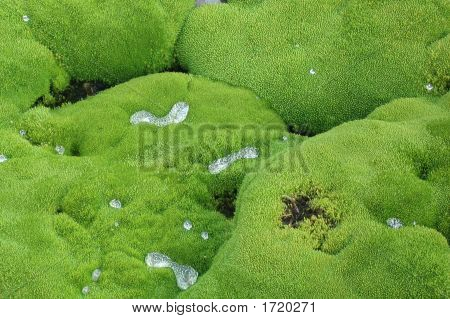 Dewy Moss
