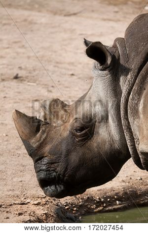 Southern white rhinoceros (Ceratotherium simum simum).