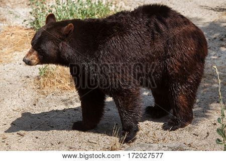 American black bear (Ursus americanus).
