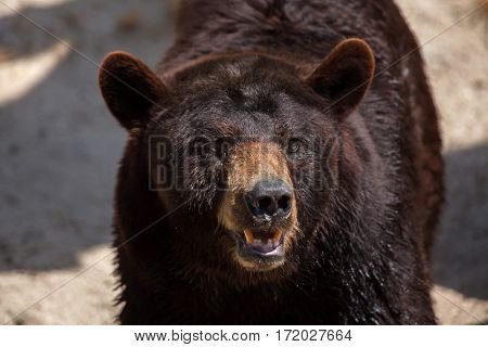 American black bear (Ursus americanus).