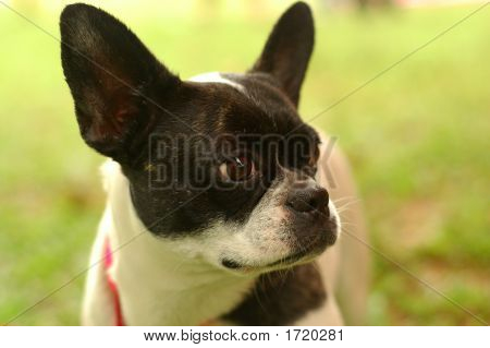 Closeup Boston Terrier