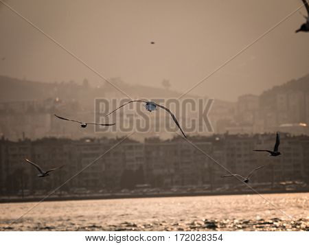 Group Of Seagull Bird Flying By The Sea