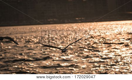 Group Of Seagull Bird Flying By The Sea