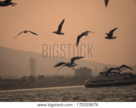 Group Of Seagull Bird Flying By The Sea