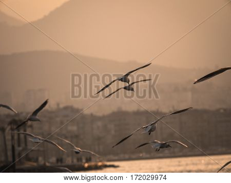 Group Of Seagull Bird Flying By The Sea