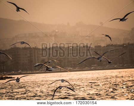Group Of Seagull Bird Flying By The Sea