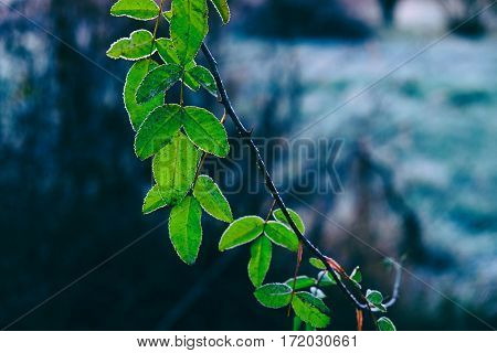 Frosted green leaves. Photo taken at winter