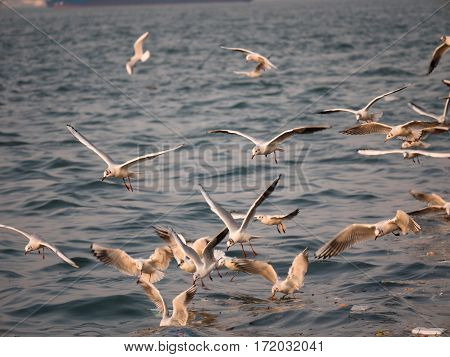 Group Of Seagull Bird Flying By The Sea