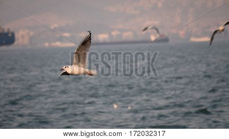Group Of Seagull Bird Flying By The Sea