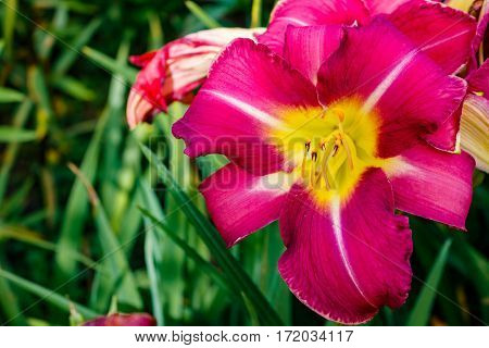Zephyranthes Flower. Fairy Lily, Rainflower, Zephyr , Magic