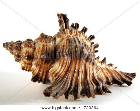 Shell