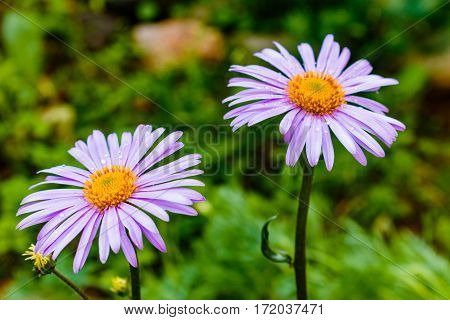 Bluish Aster Tongolensis , Family Compositae. Two Flowers. Purple