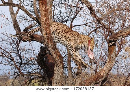 Wonderful Leopard in the Landscape of Namibia