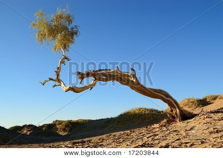 Tek Diversifolia kavak ağacı