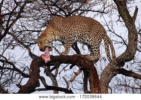 Wonderful Leopard in the Landscape of Namibia