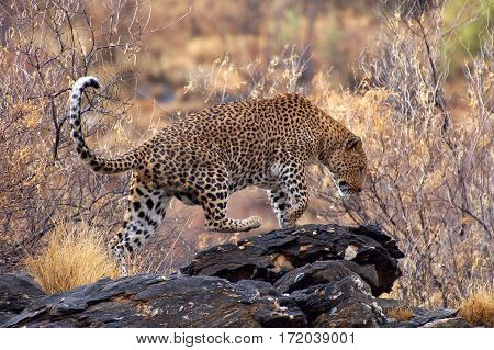 Wonderful Leopard in the Landscape of Namibia