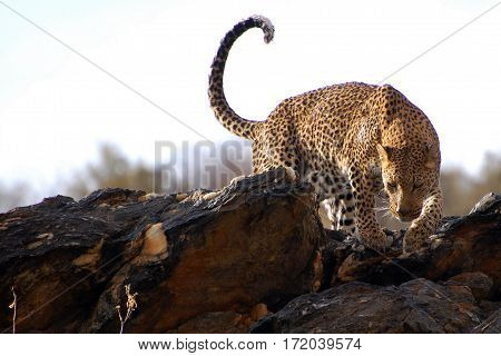 Wonderful Leopard in the Landscape of Namibia