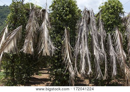 Pepper Plantation In Kampot