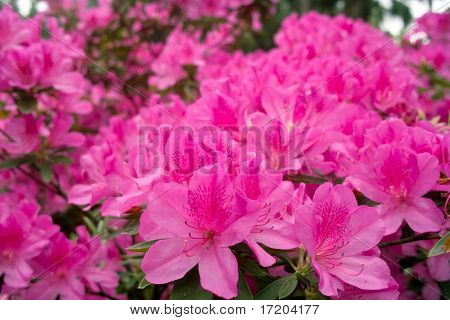 Flores de azaléia